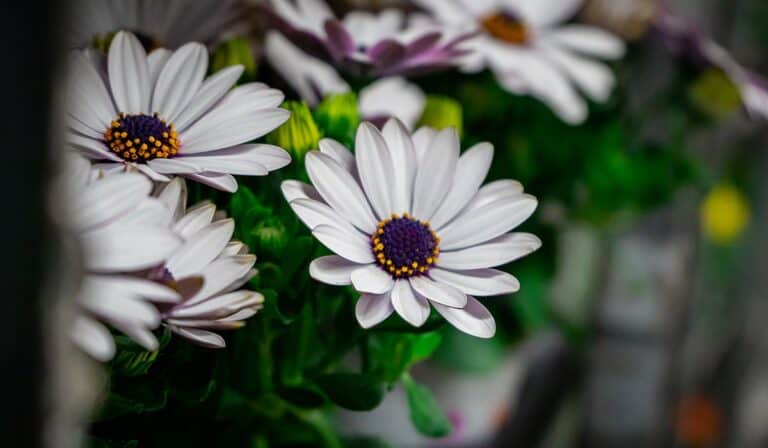 Bloemen groothandel
